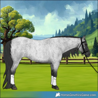 Horse Color:Blue Roan 