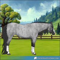 Horse Color:Blue Roan 