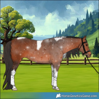 Horse Color:Bay Tobiano 