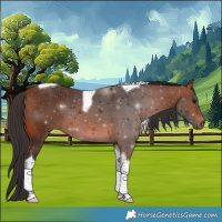 Horse Color:Bay Tobiano 