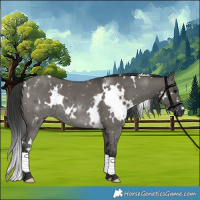 Horse Color:White Spotted Grullo 