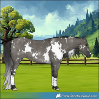 Horse Color:White Spotted Grullo
