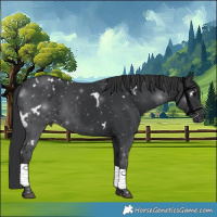 Horse Color:White Spotted Black 