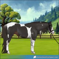 Horse Color:Liver Chestnut Sabino Tobiano 