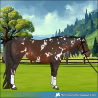 Horse Color:White Spotted Liver Chestnut 