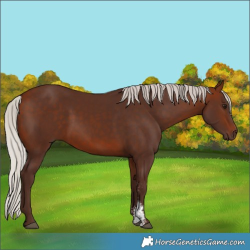 Horse Color:Silver Bay Sabino Rabicano 