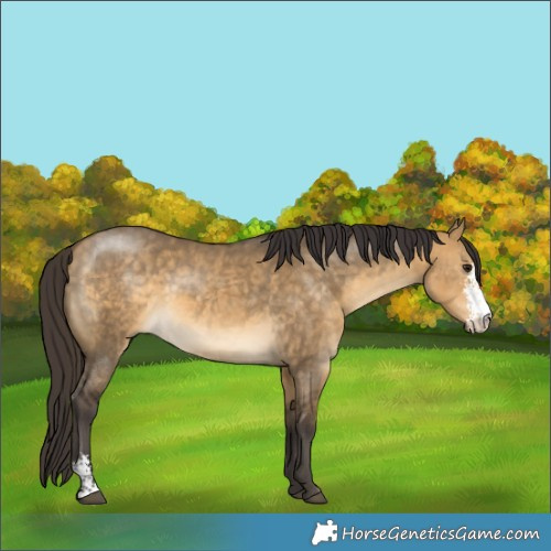 Horse Color:Buckskin Dun Sabino 
