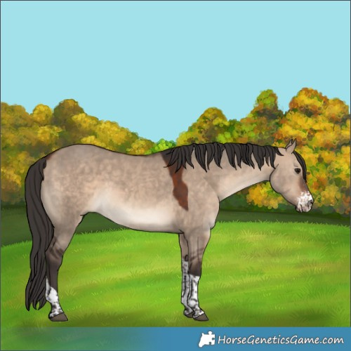 Horse Color:Bay Dun Sabino Tobiano 