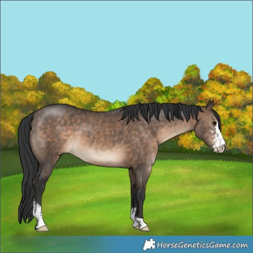 Horse Color:Brown Dun Sabino 