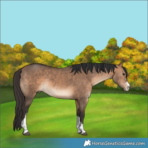 Horse Color:Bay Dun Sabino Tobiano Rabicano 