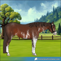 Horse Color:White Spotted Liver Chestnut 