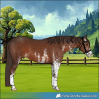 Horse Color:White Spotted Liver Chestnut 