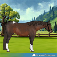 Horse Color:Liver Chestnut Tobiano Rabicano 