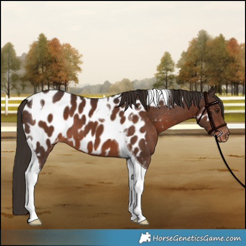 Horse Color:Liver Chestnut Tobiano Appaloosa 