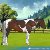 Horse Color:Liver Chestnut Tobiano 