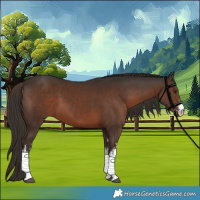 Horse Color:White Spotted Liver Chestnut 