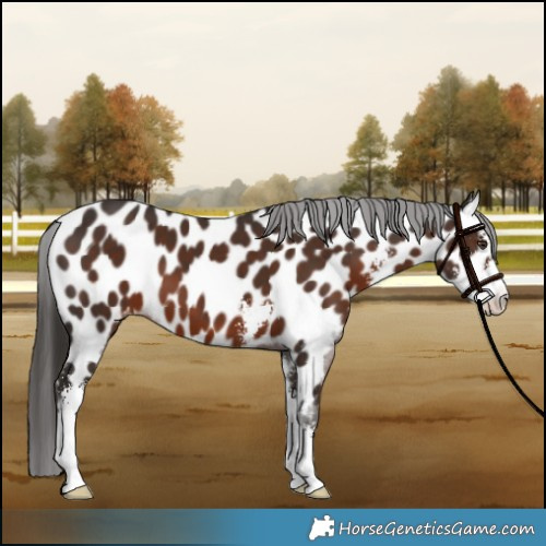 Horse Color:Liver Chestnut Sabino Appaloosa 