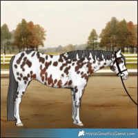 Horse Color:Liver Chestnut Sabino Appaloosa 
