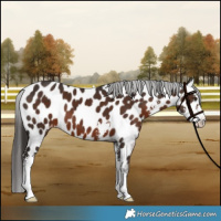 Horse Color:Liver Chestnut Sabino Appaloosa 