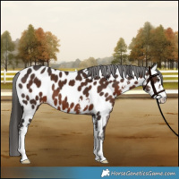Horse Color:Liver Chestnut Sabino Appaloosa 