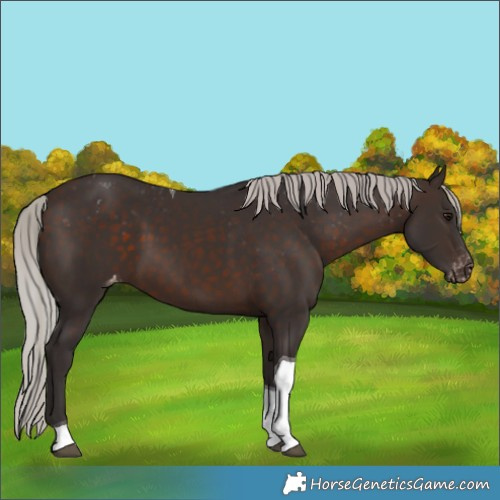 Horse Color:Silver Brown Tobiano Appaloosa 