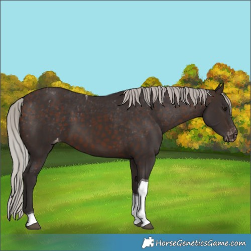 Horse Color:Silver Brown Tobiano Appaloosa 