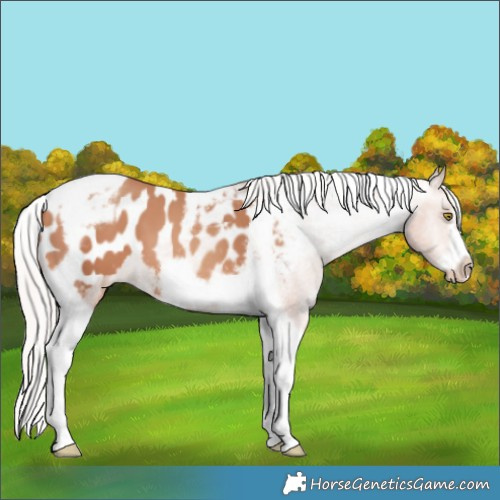 Horse Color:Silver Amber Champagne Tobiano Frame Appaloosa 