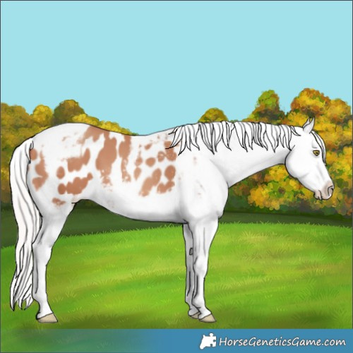 Horse Color:Silver Amber Champagne Tobiano Frame Appaloosa 