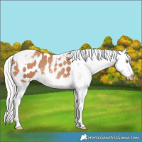 Horse Color:Silver Amber Champagne Tobiano Frame Blanket 
