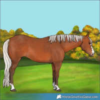 Horse Color:Silver Brown 