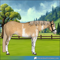 Horse Color:White Spotted Chocolate Palomino Dun 