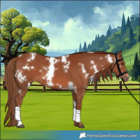 Horse Color:White Spotted Chestnut 