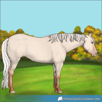 Horse Color:Silver Sable Champagne Dun 