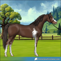 Horse Color:Liver Chestnut Sabino 