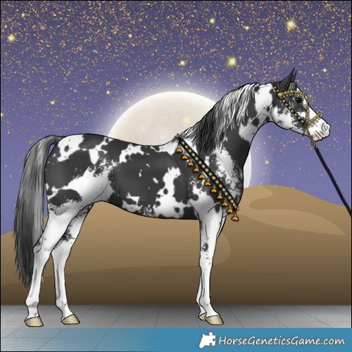 Horse Color:White Spotted Black Sabino 