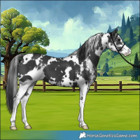 Horse Color:White Spotted Black Sabino 
