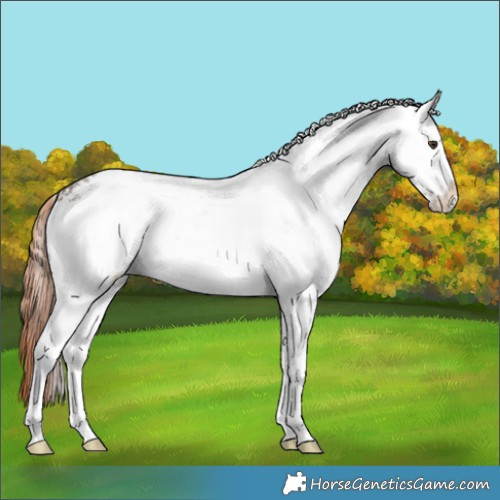 Horse Color:White Spotted Liver Red Dun Rabicano 