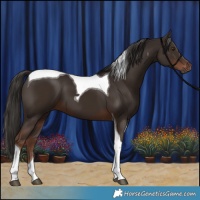 Horse Color:Liver Chestnut Tobiano 