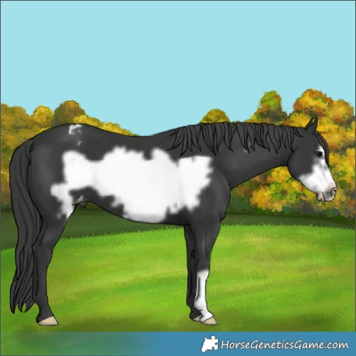 Horse Color:Black Frame Appaloosa 