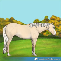 Horse Color:Silver Amber Cream Champagne Dun Sabino 