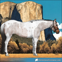 Horse Color:Gray Bay Roan Tobiano 