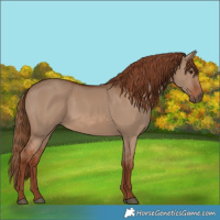 Horse Color:Red Dun 