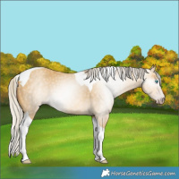 Horse Color:Gray Silver Amber Cream Champagne Dun Tobiano 