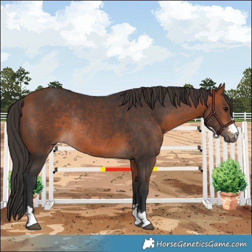 Horse Color:Bay Rabicano 