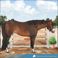 Horse Color:Bay Rabicano 