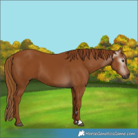 Horse Color:Gray Chestnut 