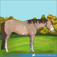 Horse Color:Amber Champagne Sabino 