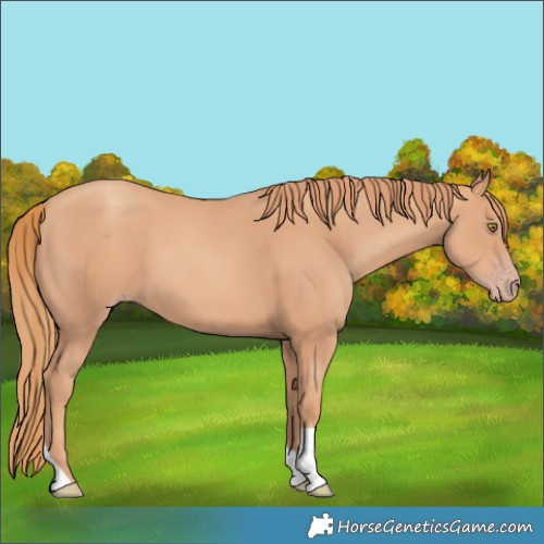 Horse Color:Gold Champagne Tobiano 