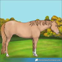 Horse Color:Gold Champagne Tobiano 