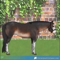 Horse Color:White Spotted Brown